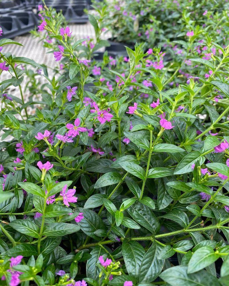 Mexican Heather Carries Color Deep Into The Season