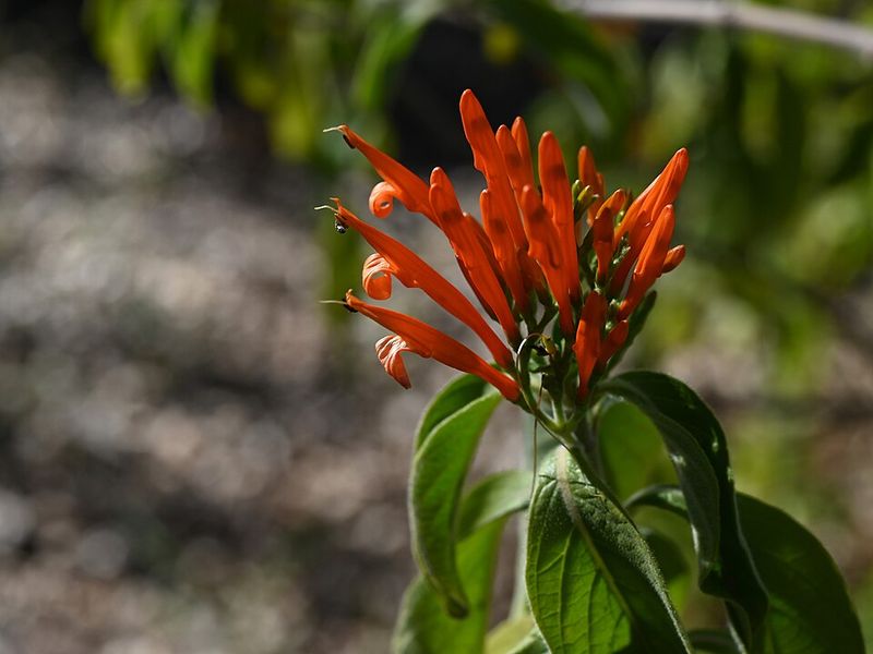 Mexican Honeysuckle Handles Heat With Steady Color