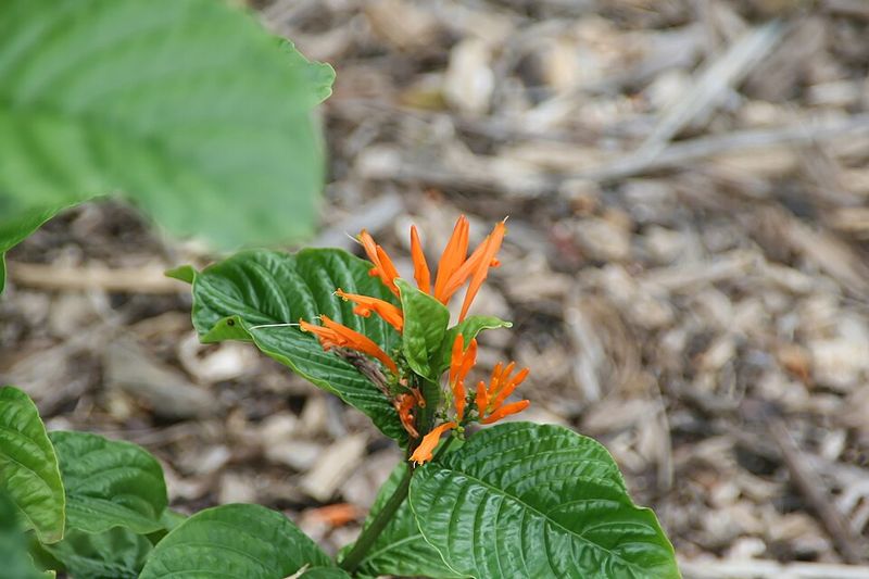 Mexican Honeysuckle Holds Its Form More Reliably