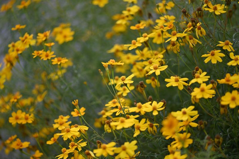 Mexican Marigold Gives Borders A Bold Herbal Fragrance Mexican Marigold Gives Borders A Bold Herbal Fragrance