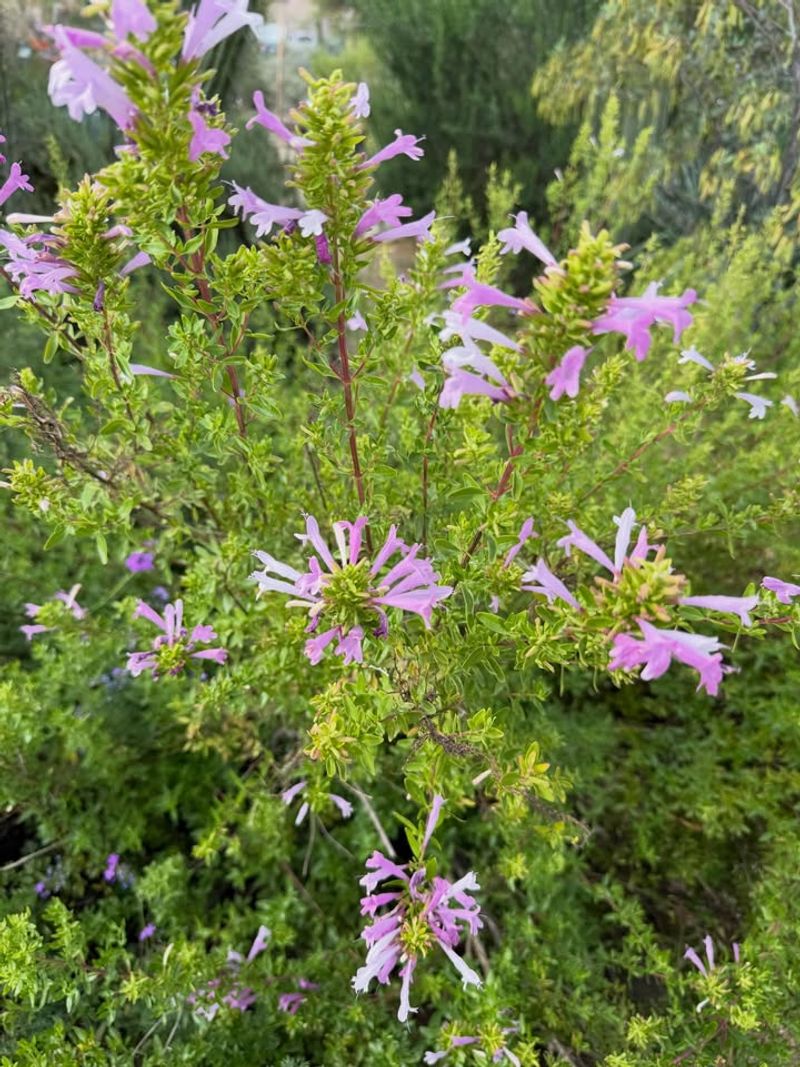 Mexican Oregano Thrives With Fragrant Leaves Mexican Oregano Thrives With Fragrant Leaves