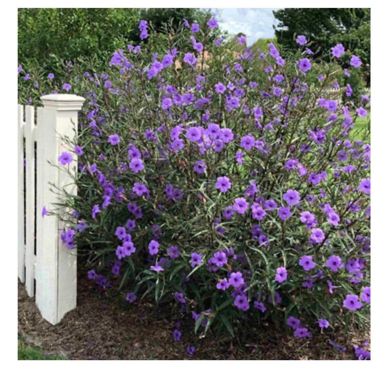 Mexican Petunia Mexican Petunia