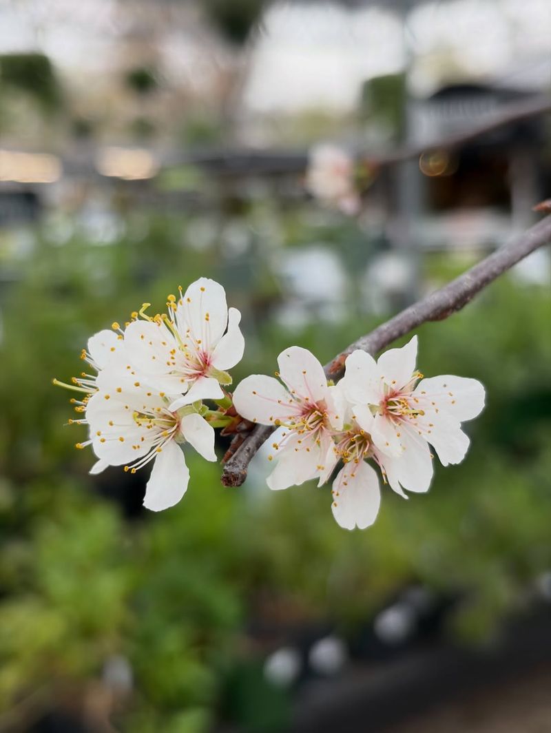Mexican Plum Mexican Plum