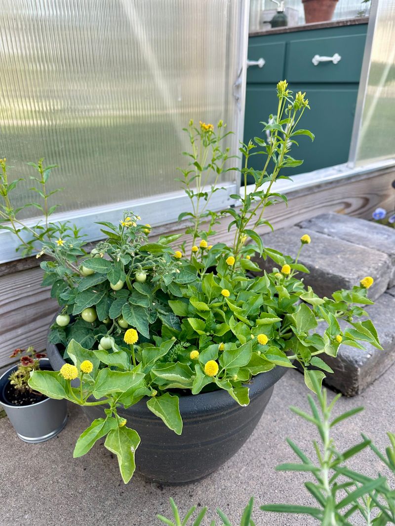 Mexican Tarragon Performs Well In Summer Heat Mexican Tarragon Performs Well In Summer Heat