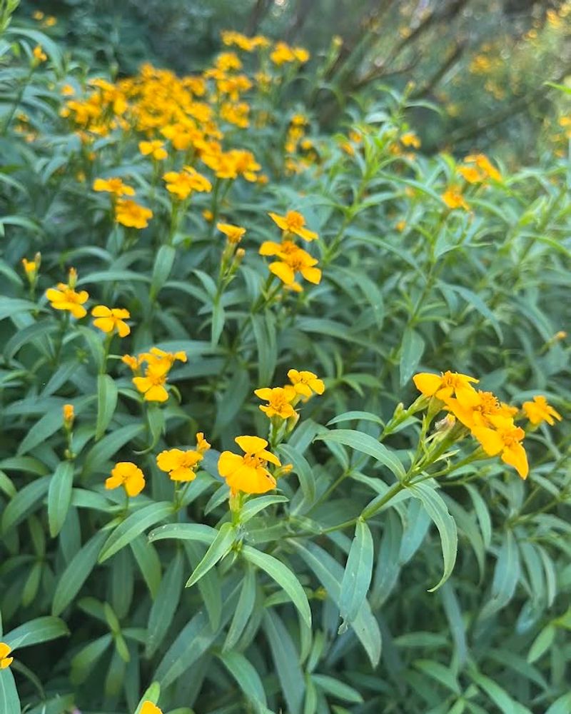Mexican Tarragon Stays Productive Through Summer