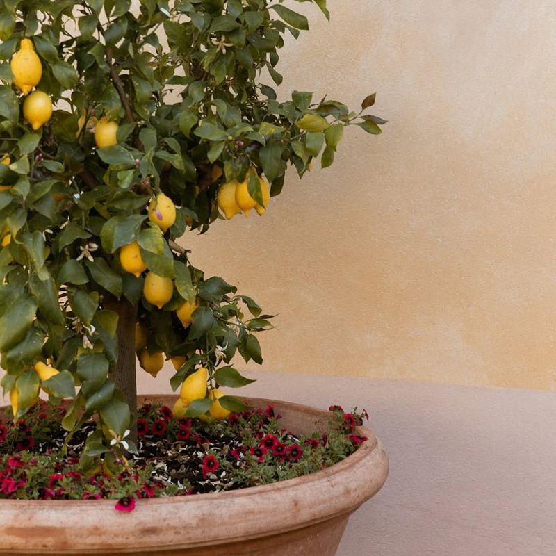Meyer Lemon Trees Stay Productive In Containers