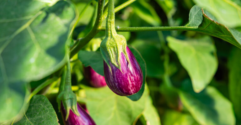 Image Credit: © nnattalli / Shutterstock