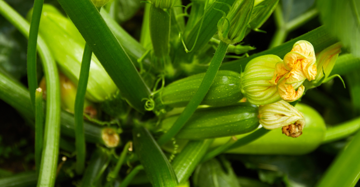 zucchini growing