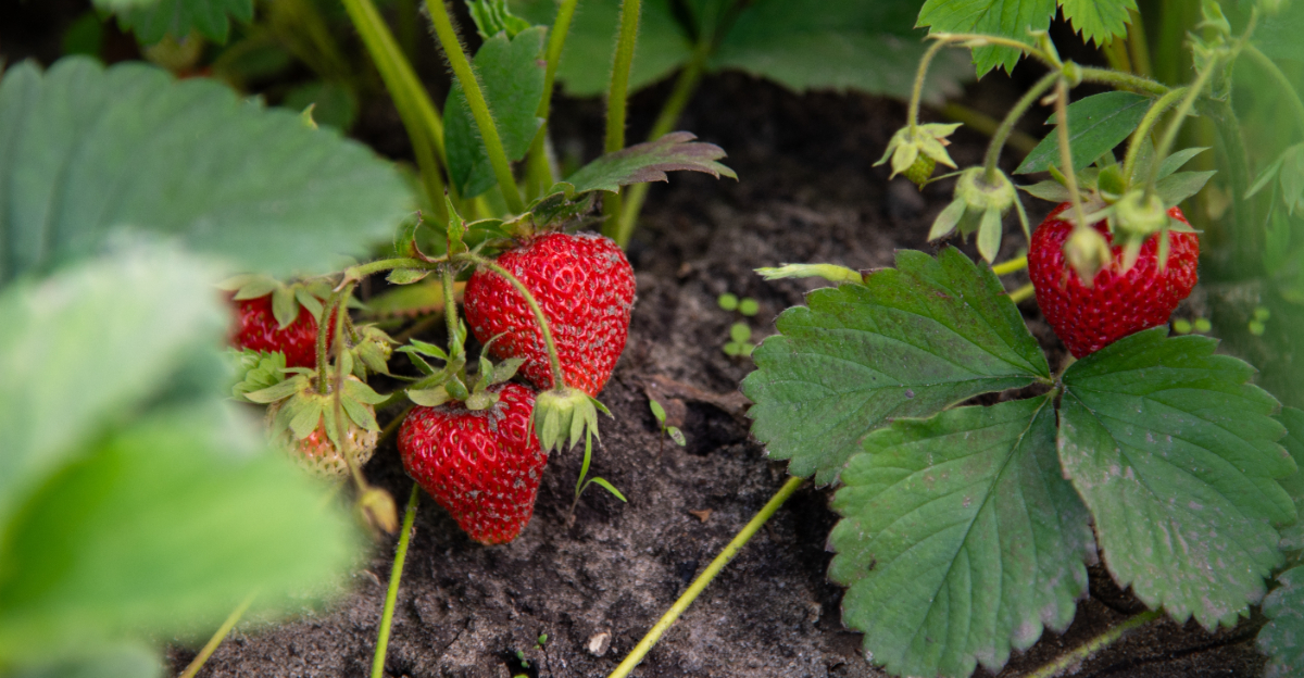 strawberries