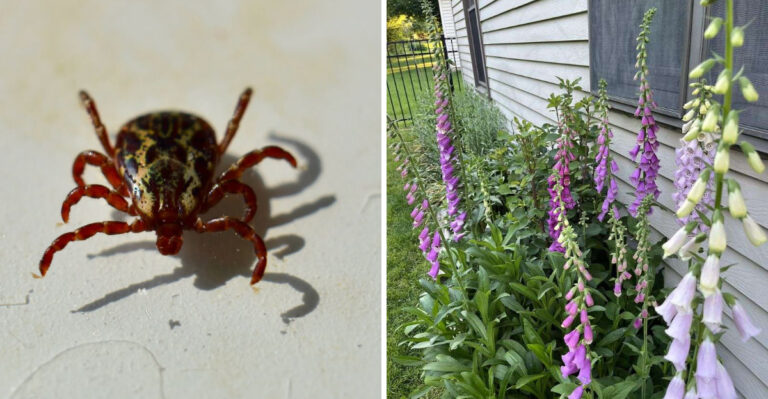 Michigan Gardeners Are Reconsidering Deer-Friendly Plants For One Unexpected Reason