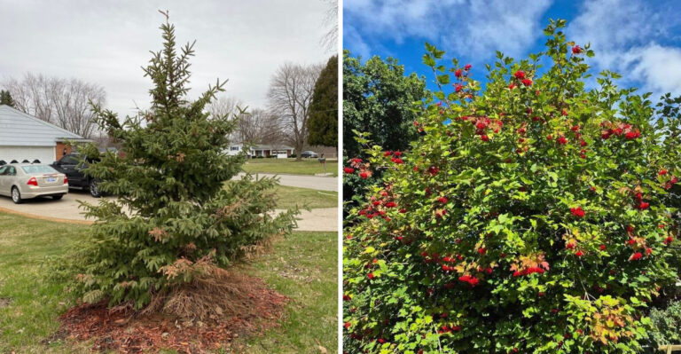 Michigan Gardeners Are Rethinking Norway Spruce And Planting These For Privacy Instead