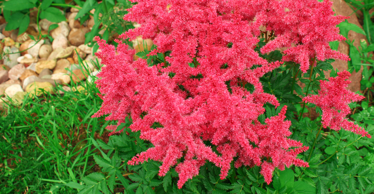 astilbe peak bloom
