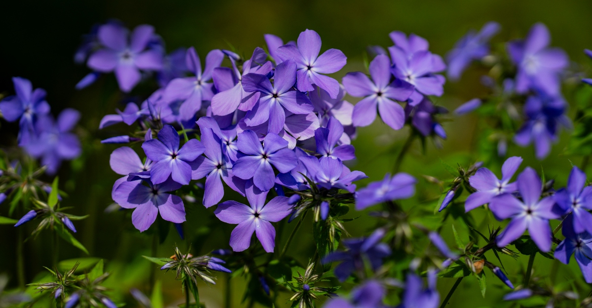 Image Credit: © Volodymyr TVERDOKHLIB / Shutterstock