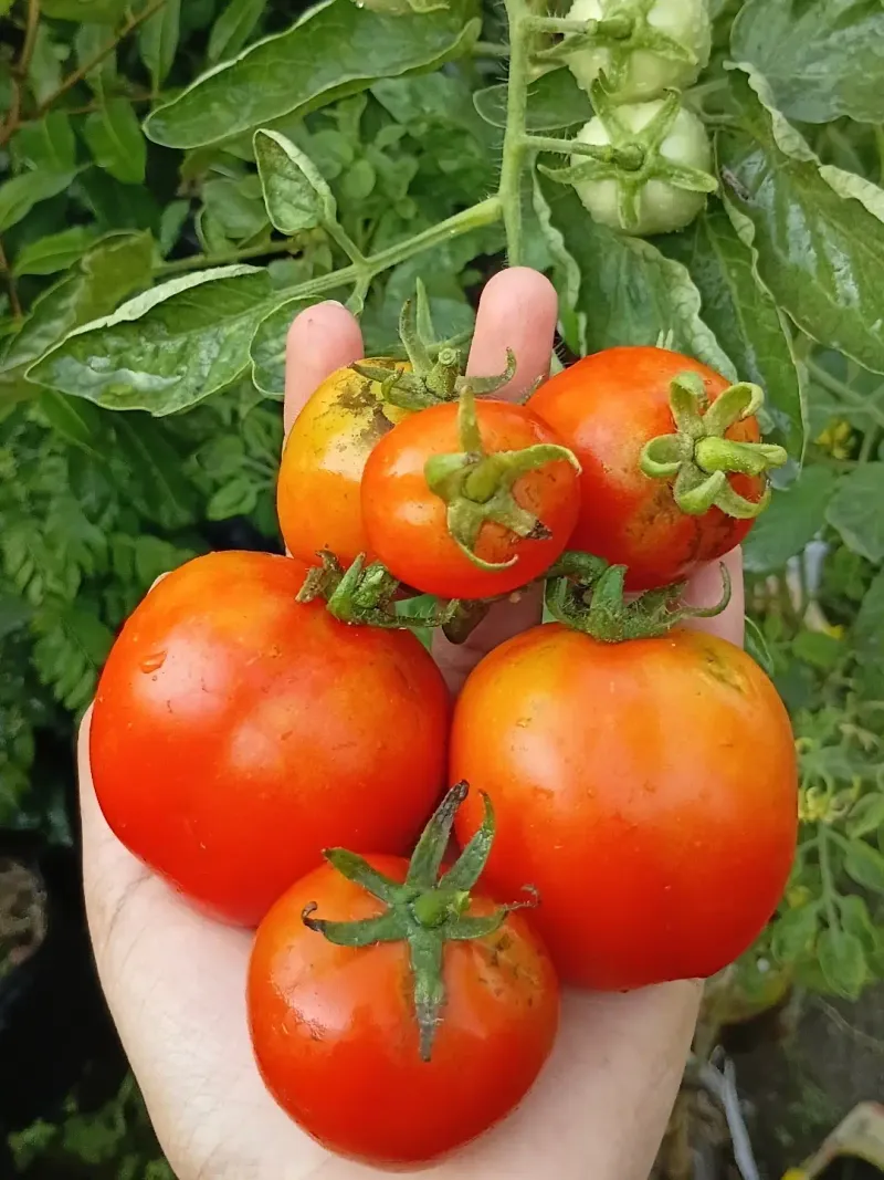 Michigan Gardeners Should Watch Days To Maturity