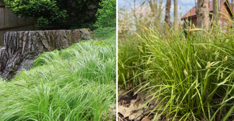 Michigan Gardeners Use This Native Grass To Hold Slopes And Fill Bare Ground
