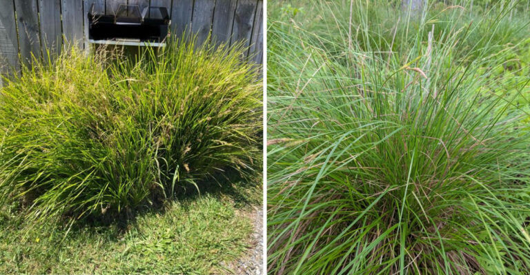 Michigan Gardeners Use This Native Plant To Hold Wet Slopes In Place
