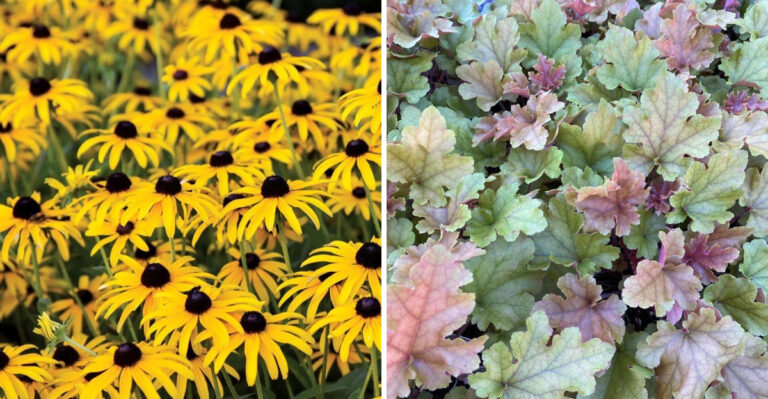 Michigan Perennials You Should Divide Before June Ends And Those You Shouldn’t Touch