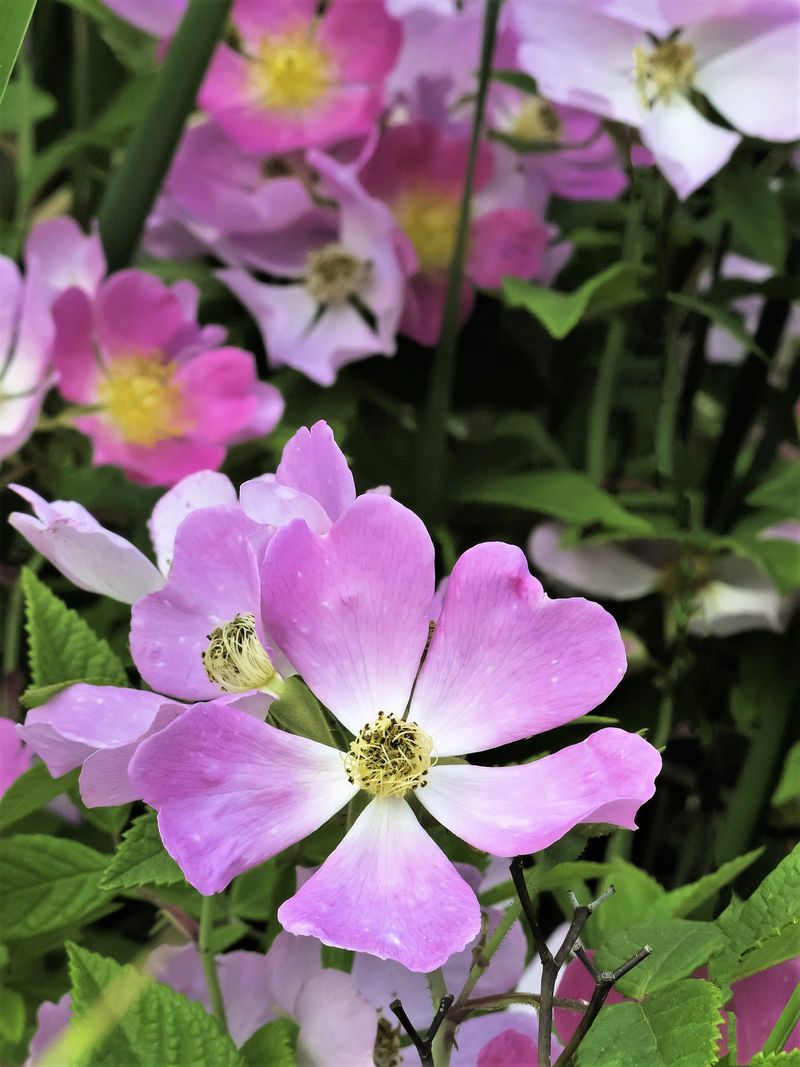 Michigan Rose Adds Soft Pink Blooms
