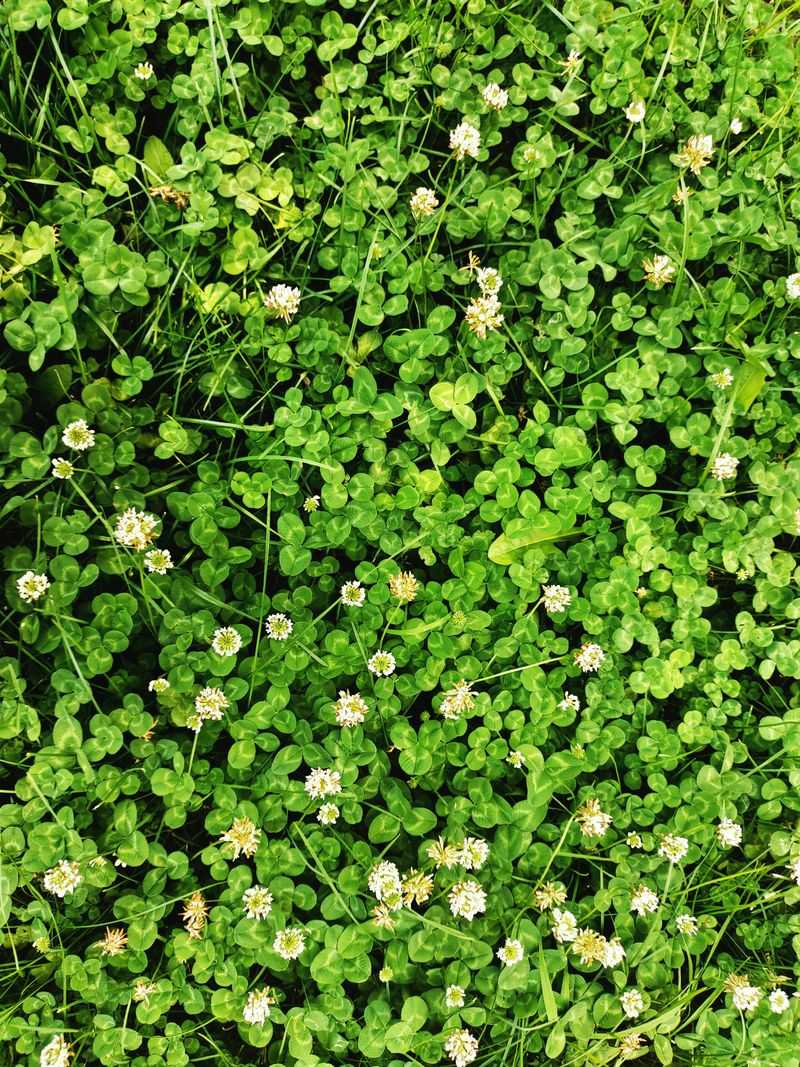 Micro Clover