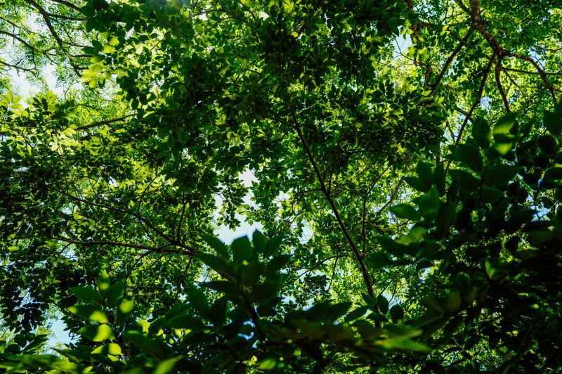 Microbial Activity Stays Active Beneath A Living Green Canopy