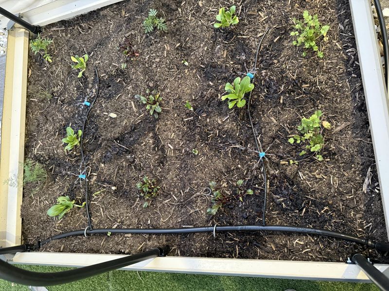 Microirrigation Emitters In Beds Outperform Spray Heads