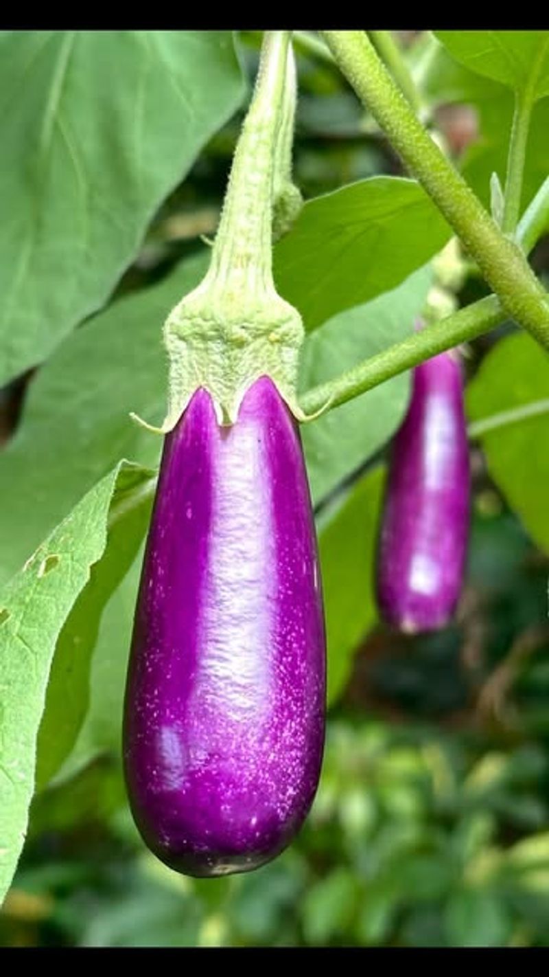 Mid-90s Heat Leaves Eggplant Pollen Useless Mid-90s Heat Leaves Eggplant Pollen Useless