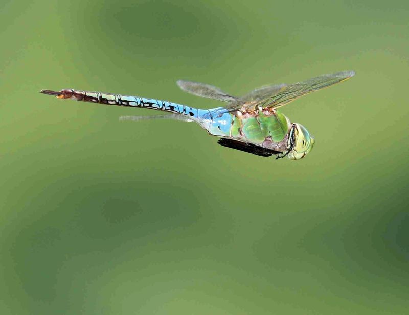 Mid-Summer Is A Busy Dragonfly Season Mid-Summer Is A Busy Dragonfly Season