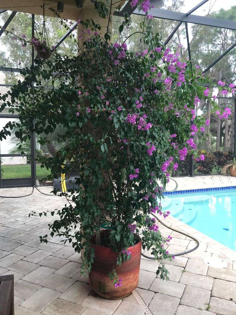 Mid-Year Pruning May Remove The Next Round Of Blooms