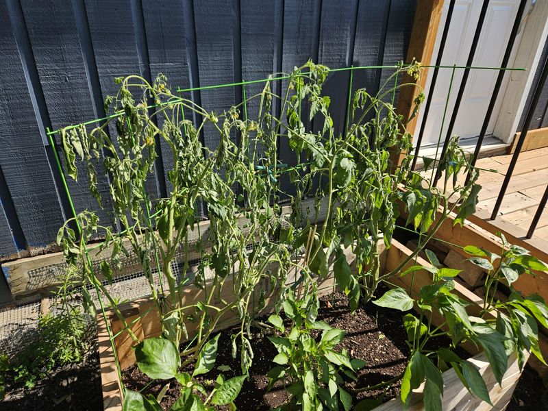 Midday Watering Causes More Stress Than Relief