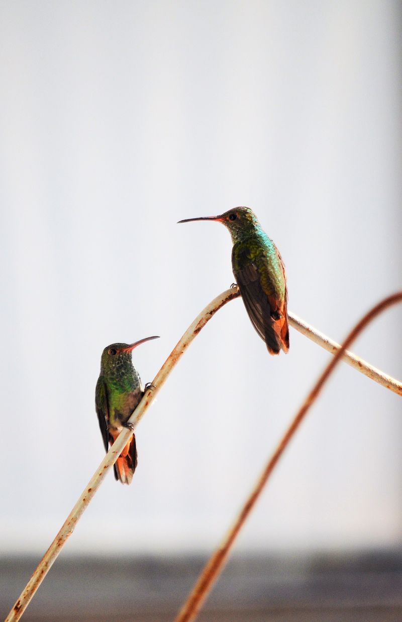 Migration Season Has Begun And They've Moved On