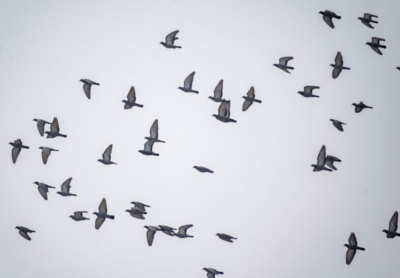 Migration Season Is Pushing More Doves Through Tennessee Migration Season Is Pushing More Doves Through Tennessee