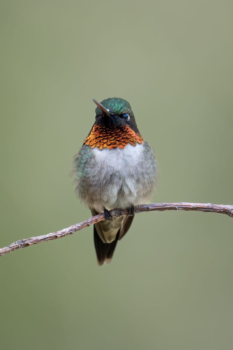 Migration Timing Affects How Long They Linger