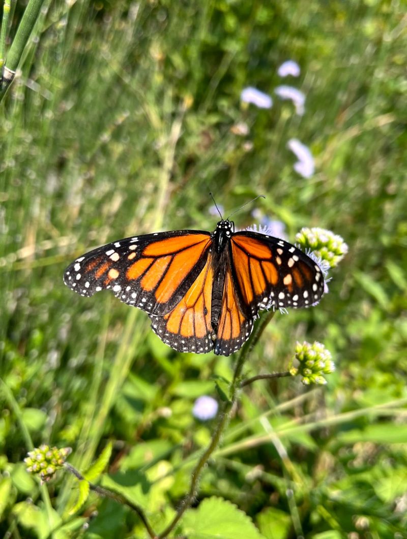 Migration Timing May Have Changed Migration Timing May Have Changed