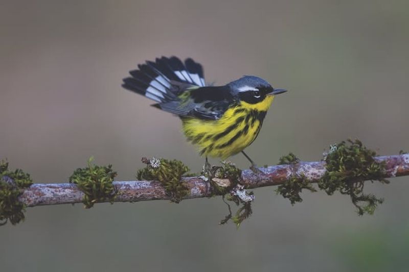 Migratory Birds Increase Spring Insect Predation
