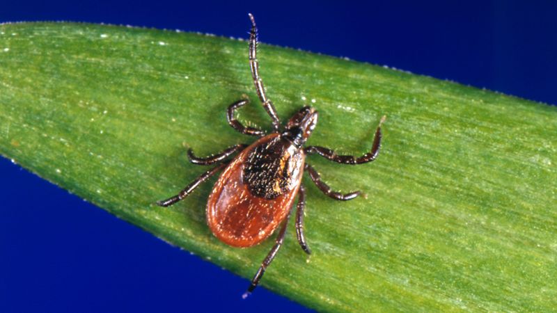 Mild Winters Let More Ticks Stay Active Mild Winters Let More Ticks Stay Active