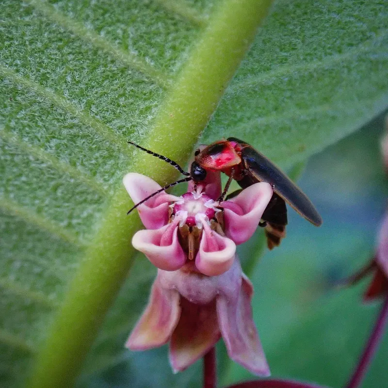 Milkweed Blooms During Firefly Season