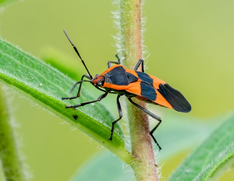 Milkweed Bug (Oncopeltus Fasciatus)
