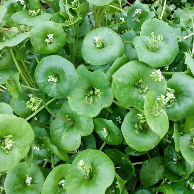 Miner's Lettuce Fills Open Soil Before Weeds Move In