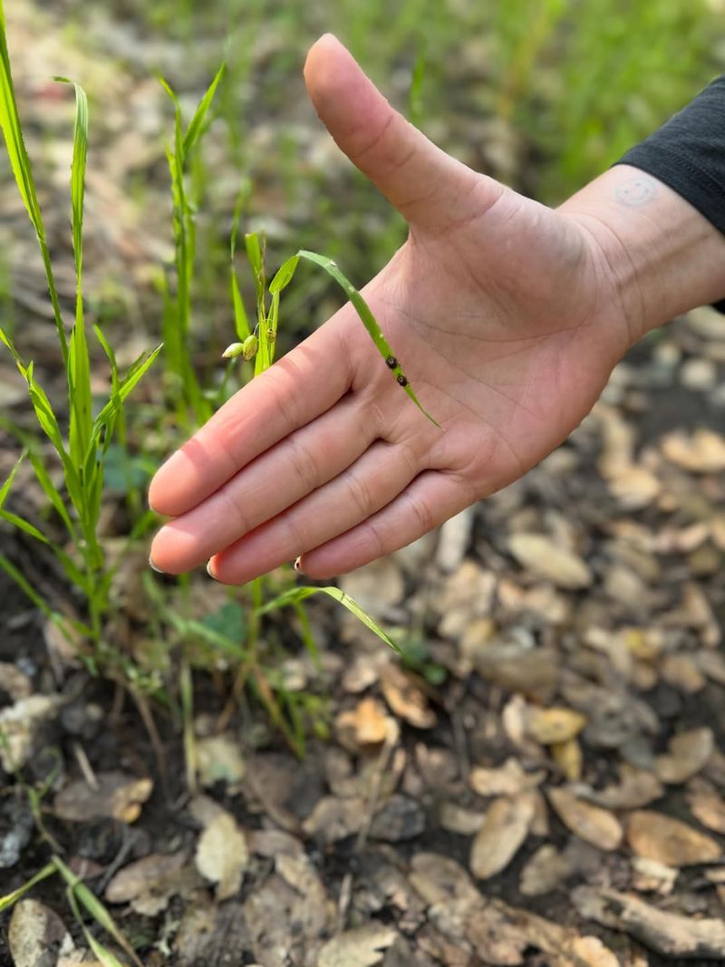 Minimize Pesticide Use To Preserve Natural Predators