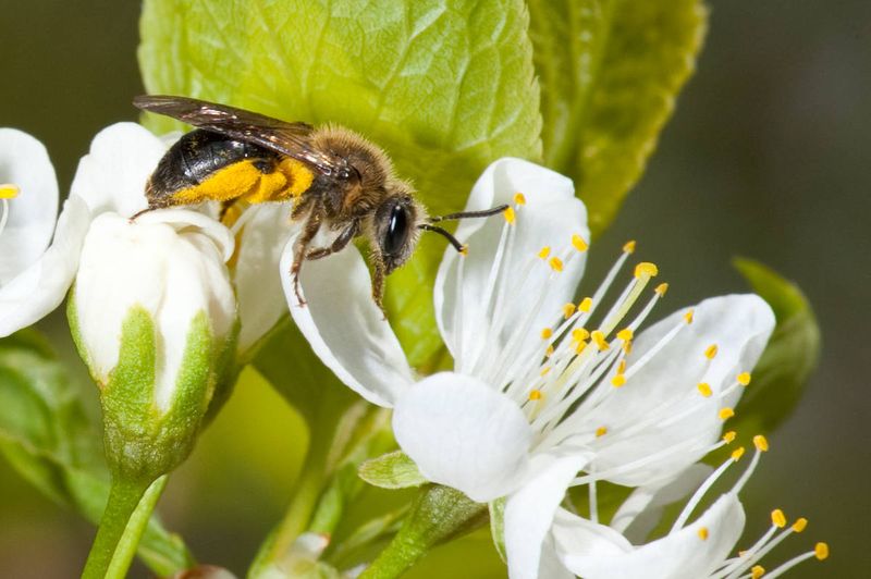 Mining Bees Visit Flowers, Not Picnics