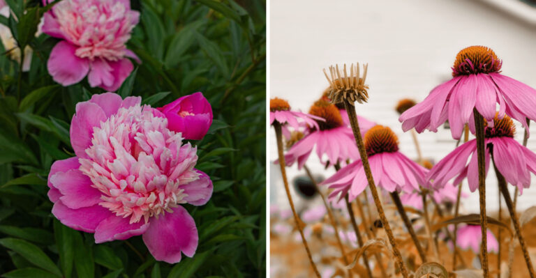Minnesota Garden Plants That Faded First And The Ones Still Going Strong
