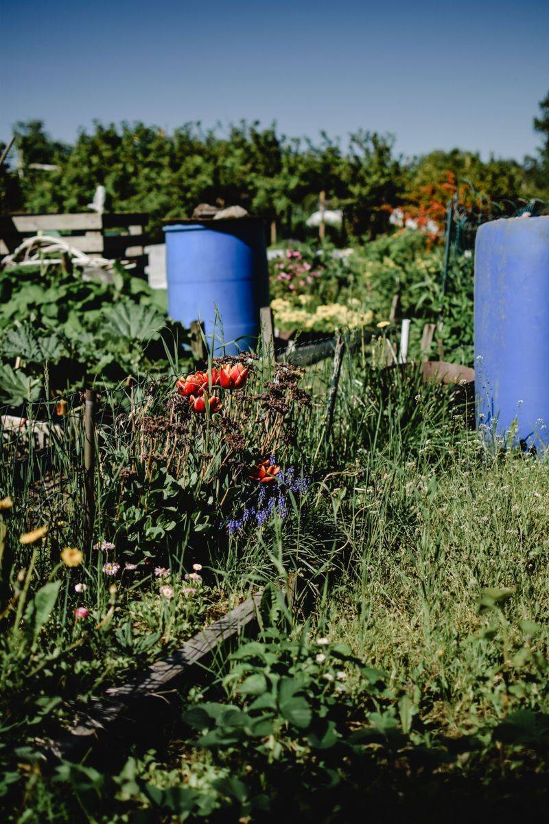 Minnesota Gardeners Are Putting Rain Barrels To Work This Summer