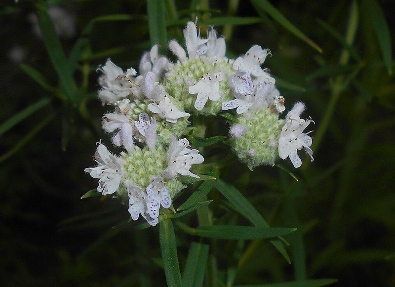 Minnesota Gardeners Who Find Mountain Mint Once Never Go Back