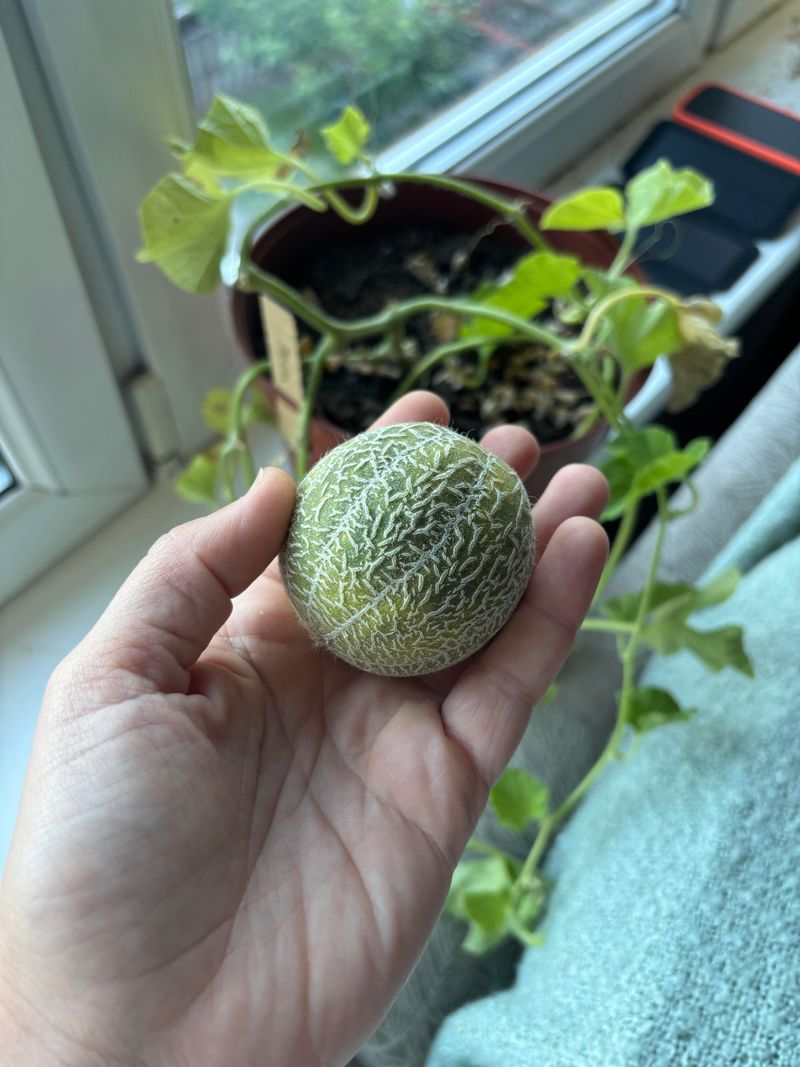 Minnesota Midget Melon
