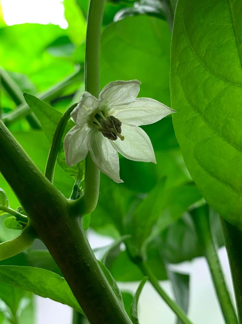 Minnesota Summers Run Too Hot For Pepper Pollination Minnesota Summers Run Too Hot For Pepper Pollination