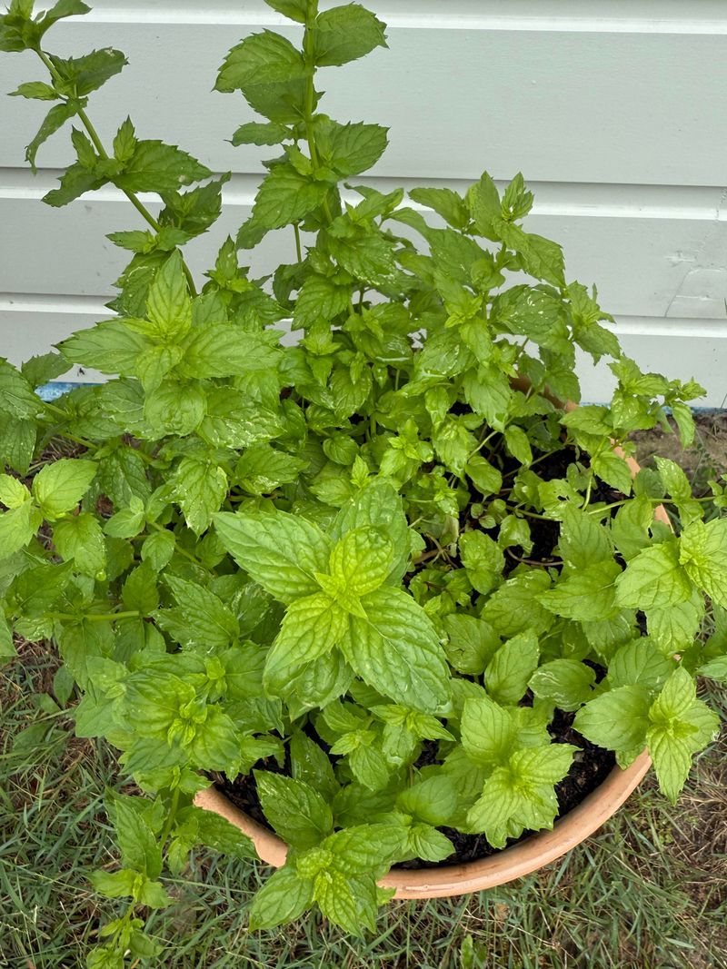 Mint Mint
