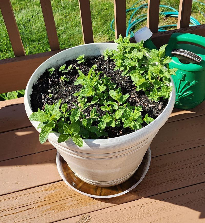 Mint Belongs In A Pot