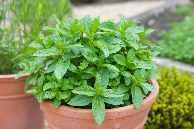 Mint Belongs In Pots Near Patio Edges