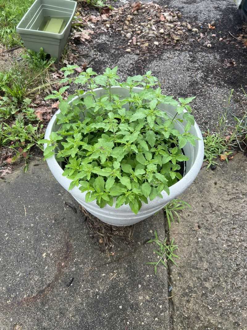 Mint Belongs In Pots Where Spreading Stays Contained Mint Belongs In Pots Where Spreading Stays Contained