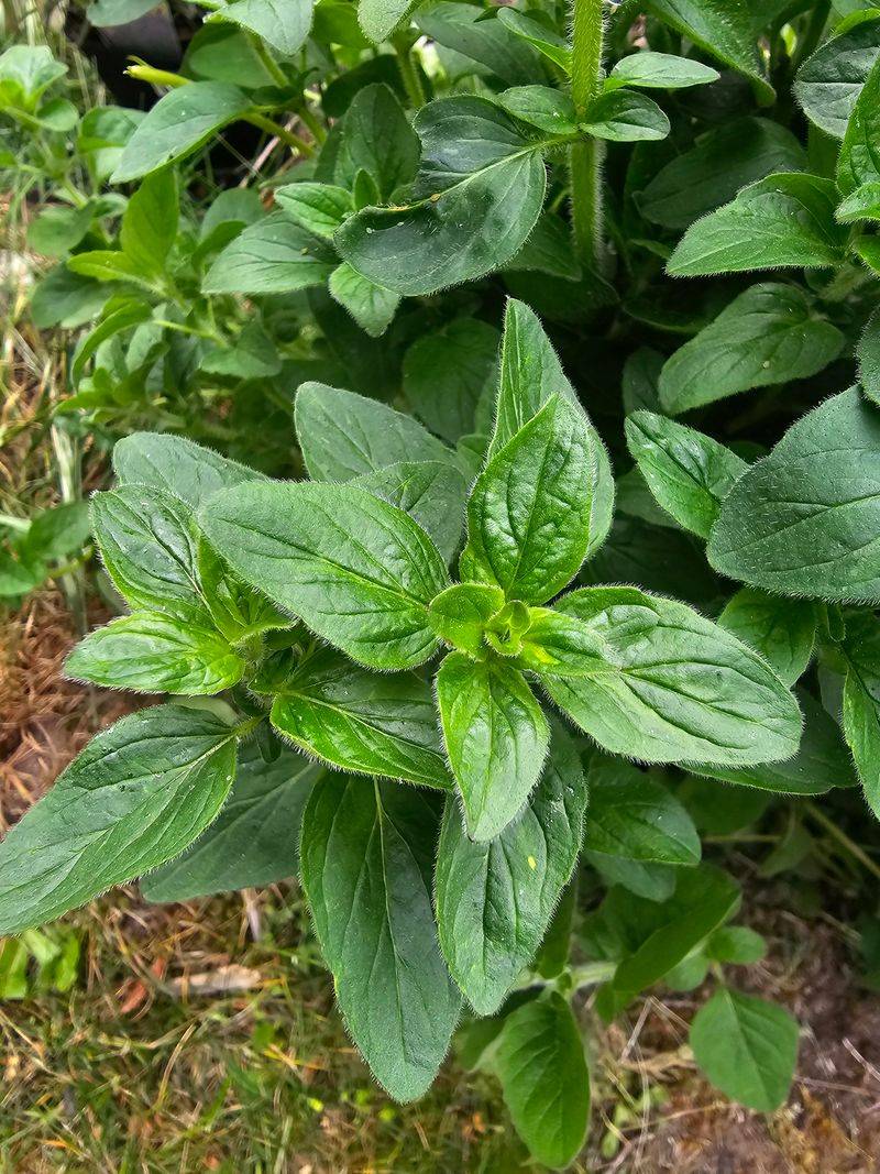 Mint Escapes Open Beds